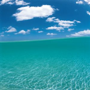 Deniz Palmiye ve Tatil - 600
