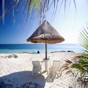 Deniz Palmiye ve Tatil - 685