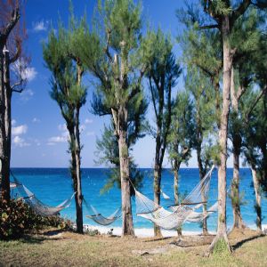 Deniz Palmiye ve Tatil - 683