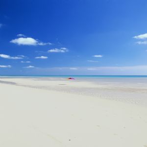 Deniz Palmiye ve Tatil - 682