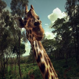 Hayvanlar - 1279