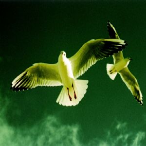 Hayvanlar - 1296