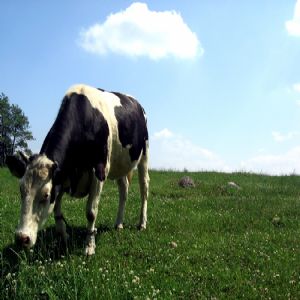 Hayvanlar - 1273