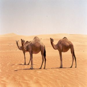 Hayvanlar - 1275